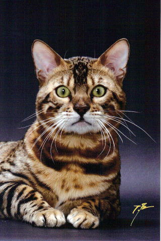 ベンガル猫画像